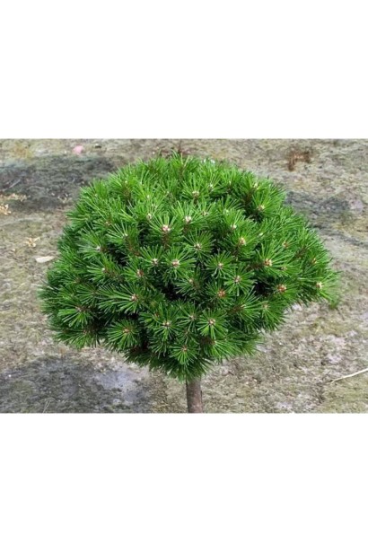 Сосна гірська Бенджамін на штамбі фото